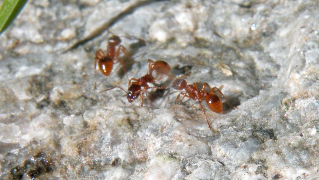 Forse Lasius sp? No. Myrmica sp.